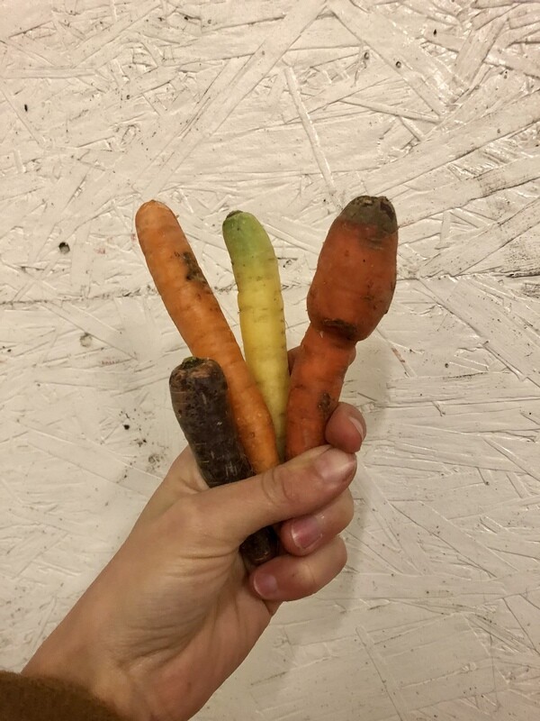 Carrots - Juice