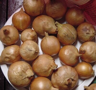 Onions - Copra