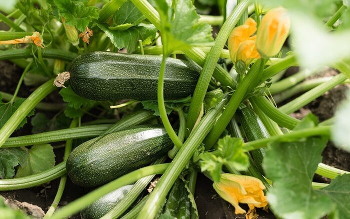 Zucchini - Mixed Green &amp; Yellow