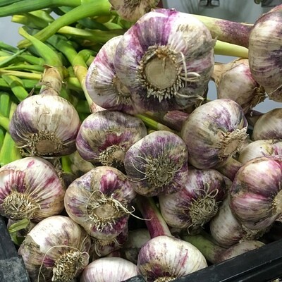 Garlic - Red Russian FRESH !