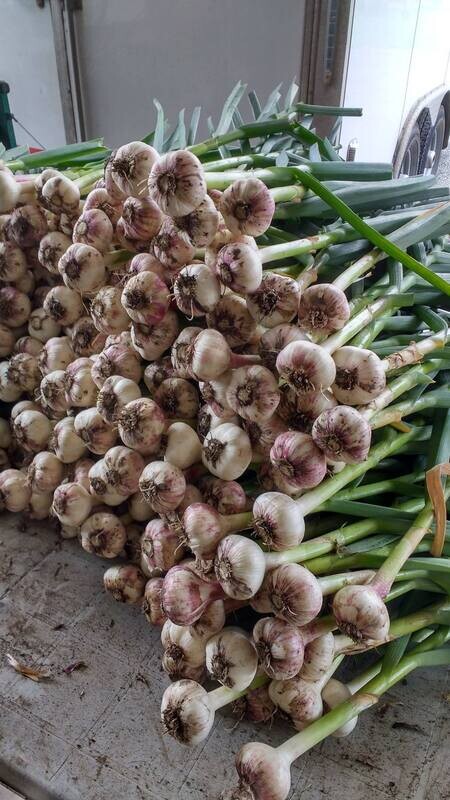 Garlic - Red Russian FRESH !