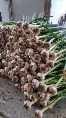 Garlic - Red Russian FRESH !