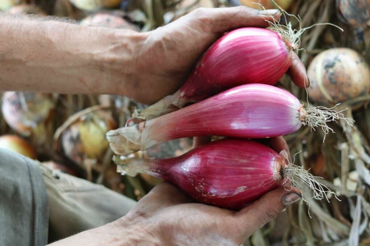 Onions - Tropea