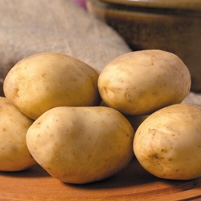 Potatoes - Seiglinde