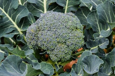 Broccoli
