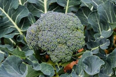Broccoli