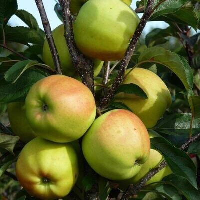 Apples - Golden Delicious