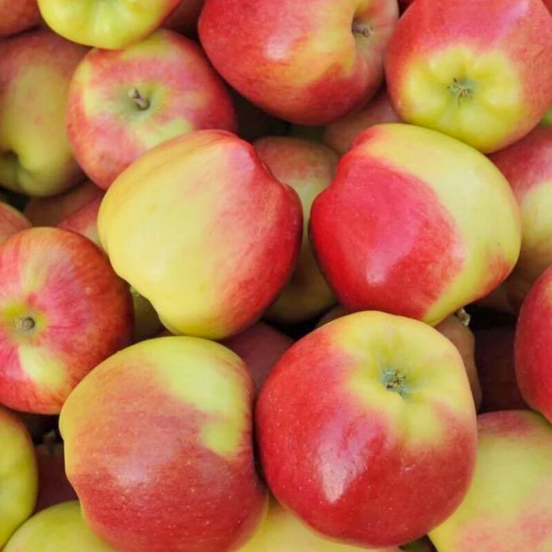 Apples - Ambrosia