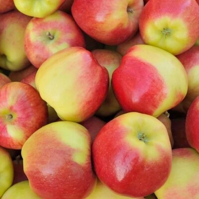 Apples - Ambrosia