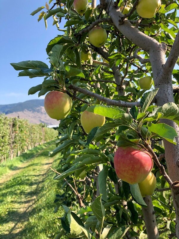 Apples - Ambrosia
