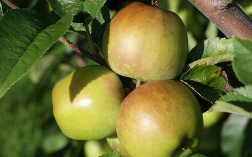 Apples - Newtown Pippin