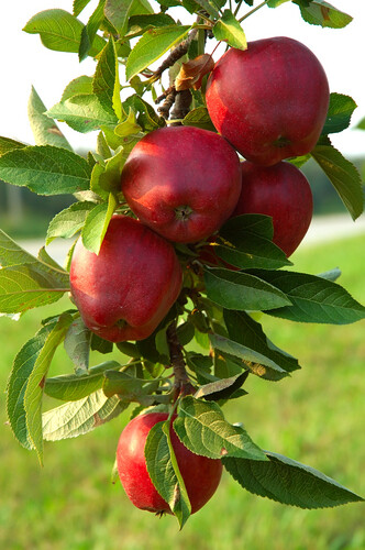 Apples - Red Delicious