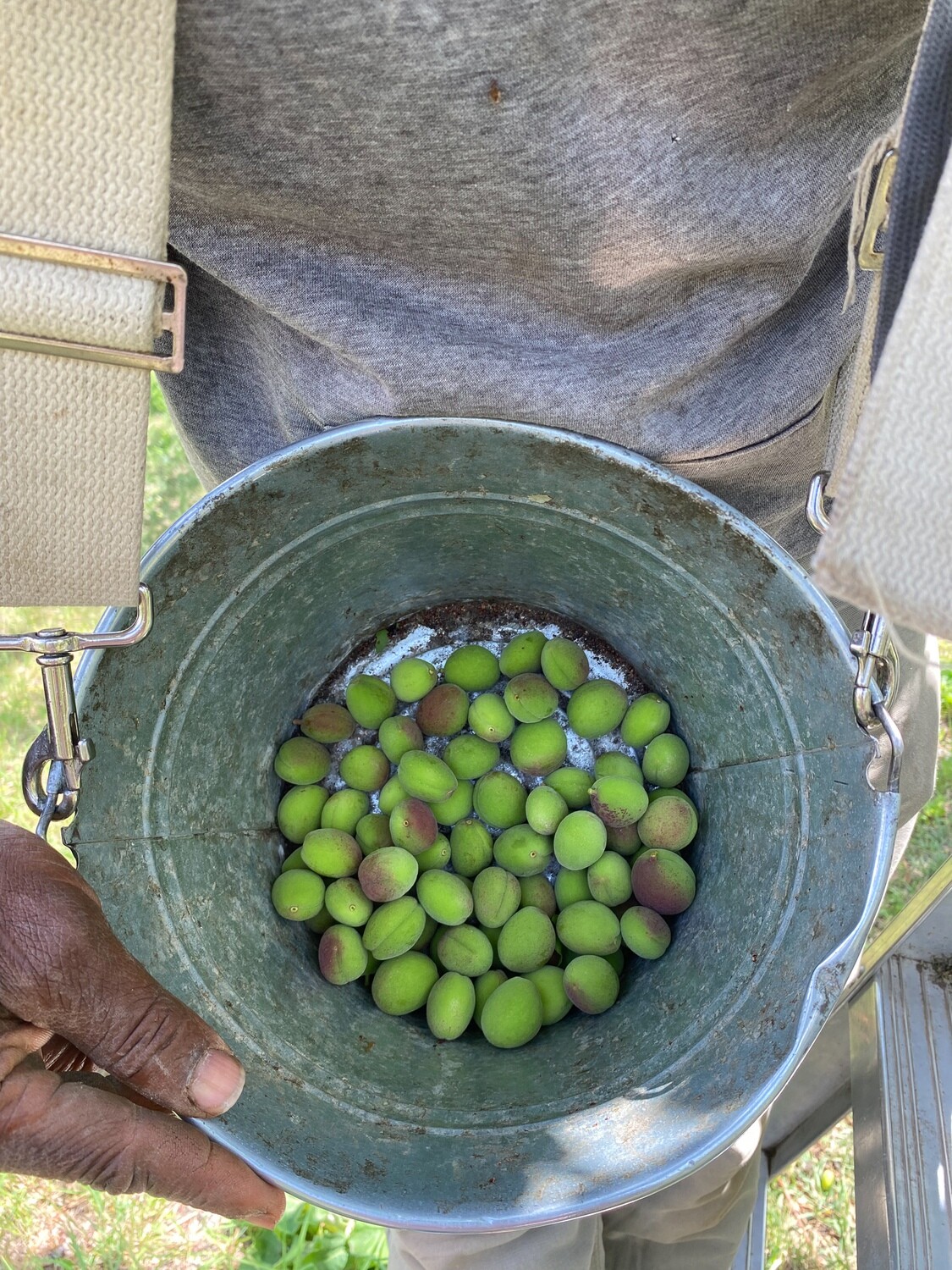 Green Apricots