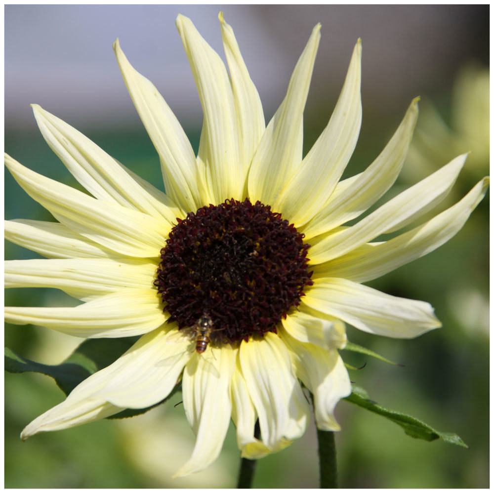 Best Sunflowers for Wildlife Shop Country Garden UK