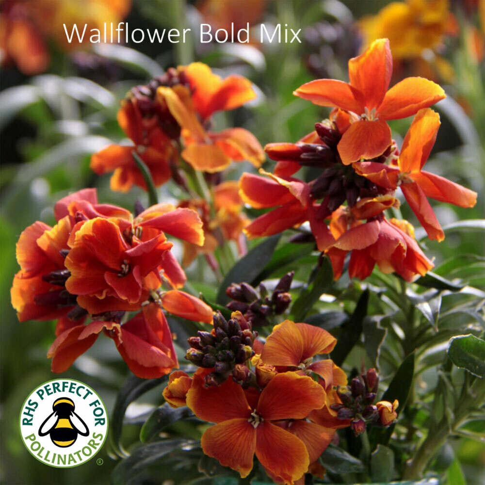 Bold Wallflower Mix Shop Country Garden UK
