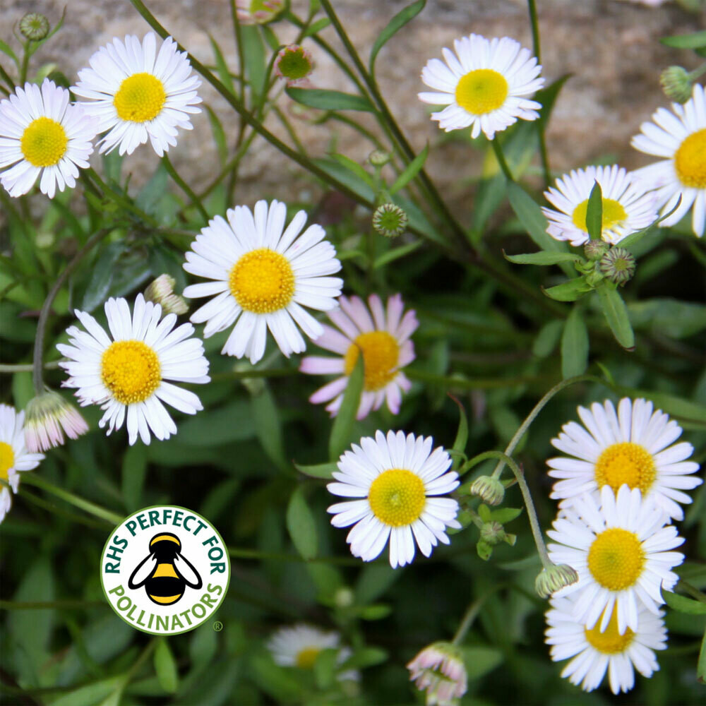 Erigeron karvinskianus 'Profusion' Shop Country Garden UK
