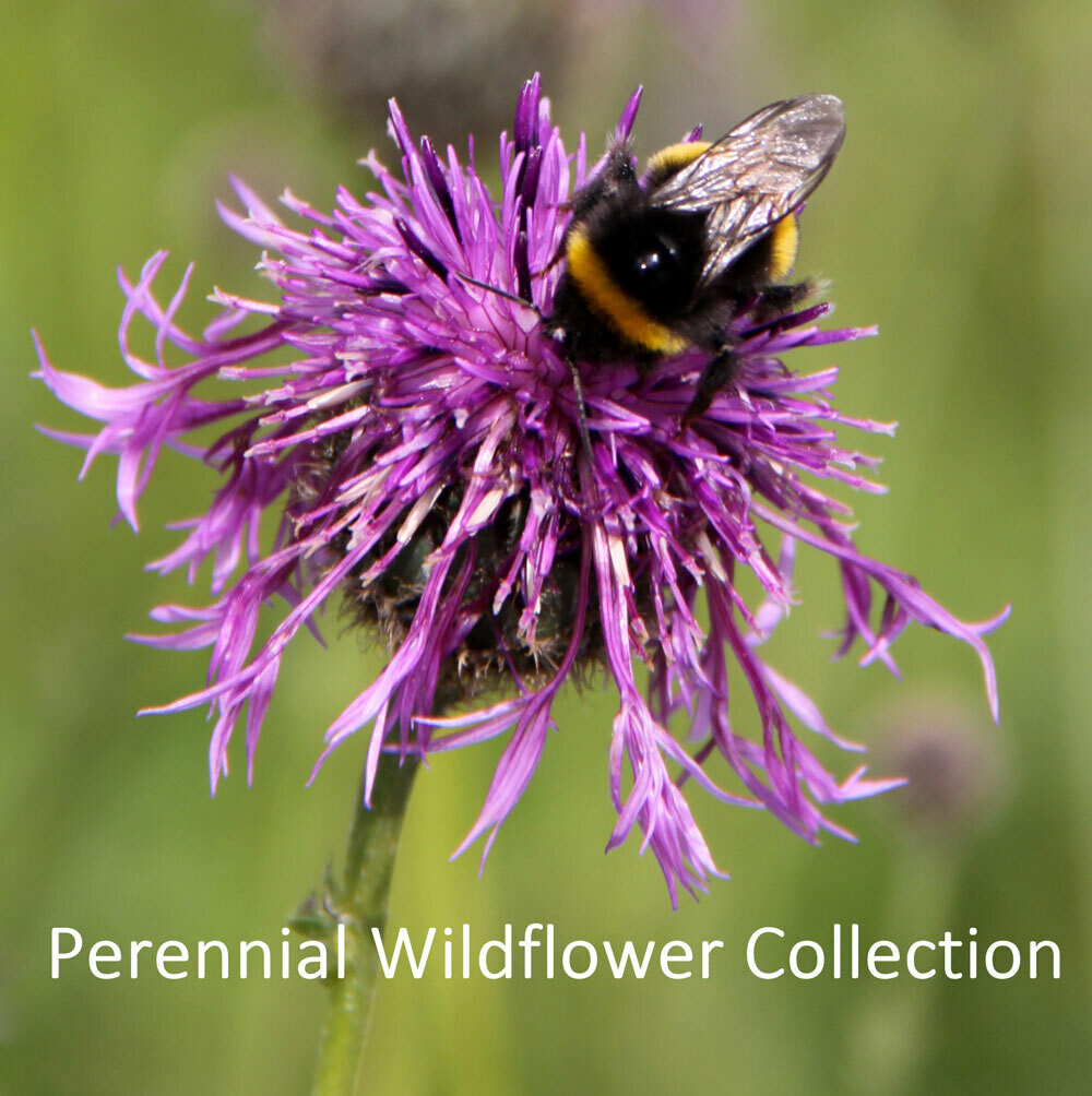 Perennial Wildflowers Seed Collection Shop Country Garden UK