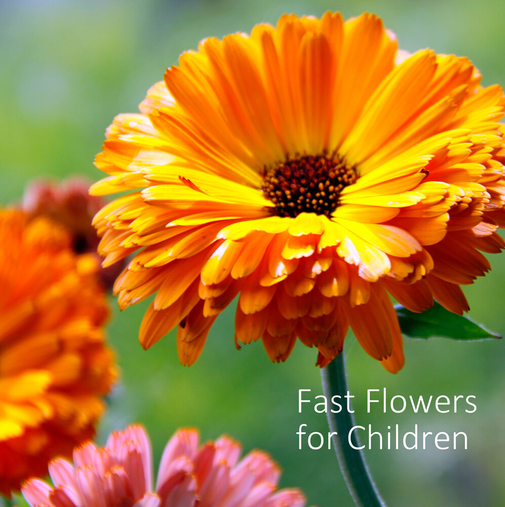 Fast Flowers for Children Shop Country Garden UK