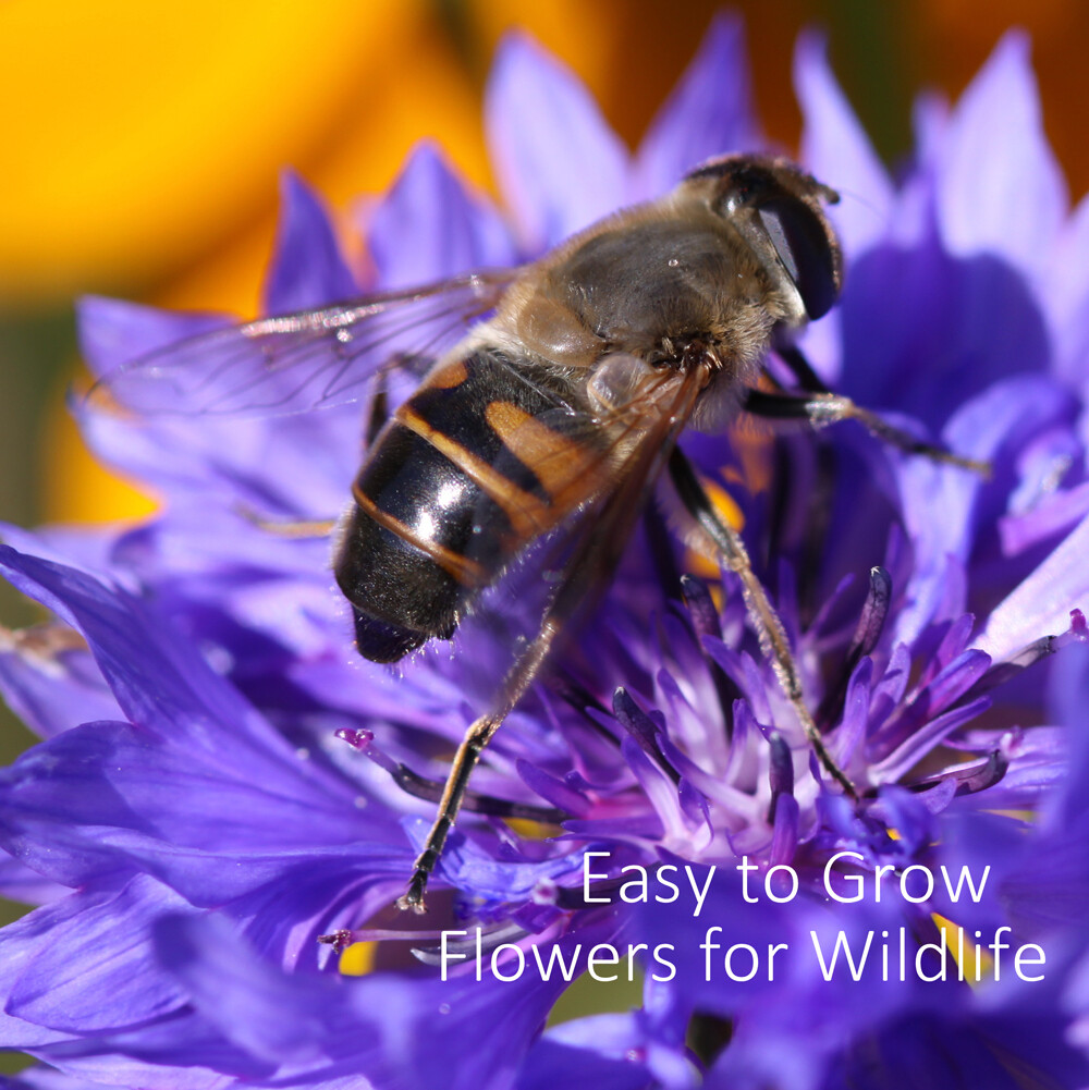 Easy to Grow Flowers for Wildlife Shop Country Garden UK