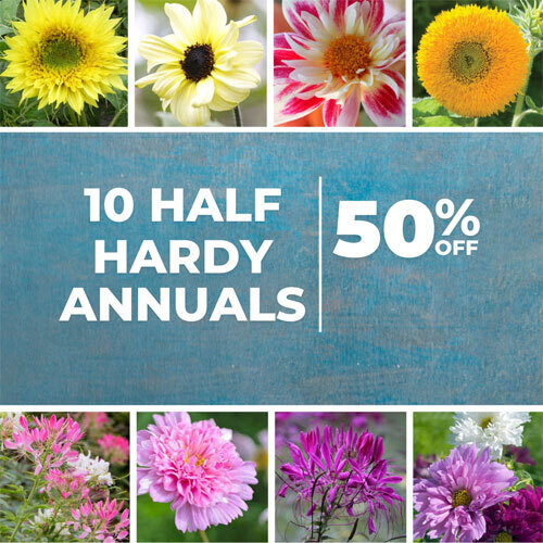 Half Hardy Annual Seed Selection Shop Country Garden UK