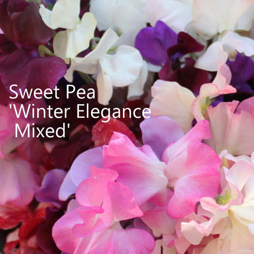 Sweet Peas 'Winter Elegance Mixed' Shop Country Garden UK