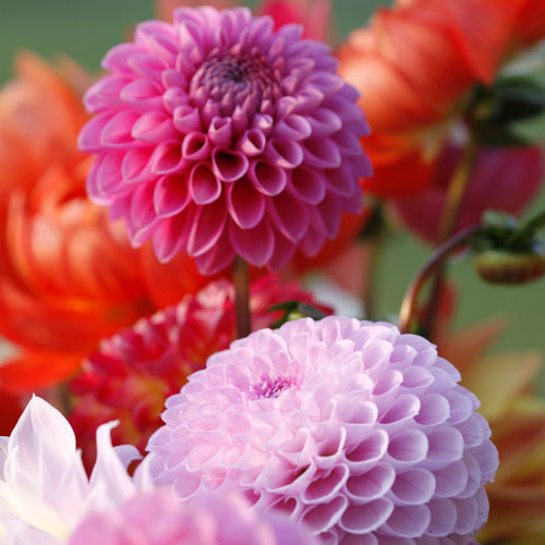 Half Hardy Annual Seeds Shop Country Garden UK