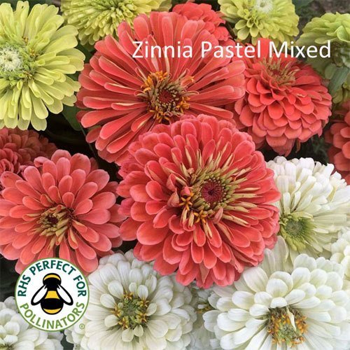 Pastel Zinnia Mix Shop Country Garden UK