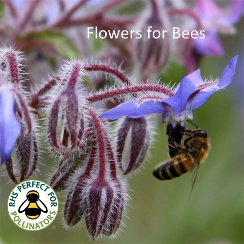 Blue Flowers for Bees Shop Country Garden UK