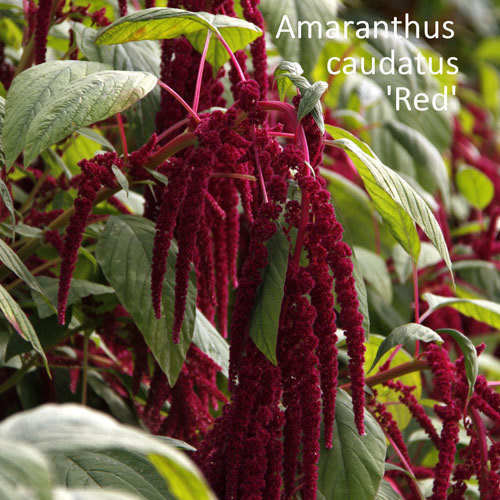 Amaranthus caudatus 'Red' Shop Country Garden UK
