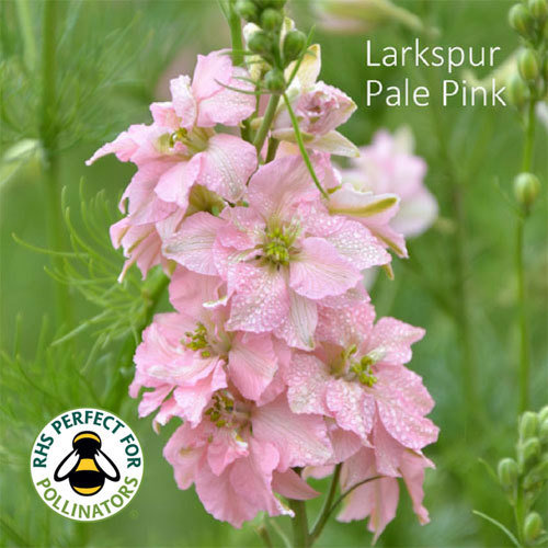 Larkspur 'Light Pink' Shop Country Garden UK