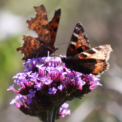 Flowers for Wildlife Shop Country Garden UK
