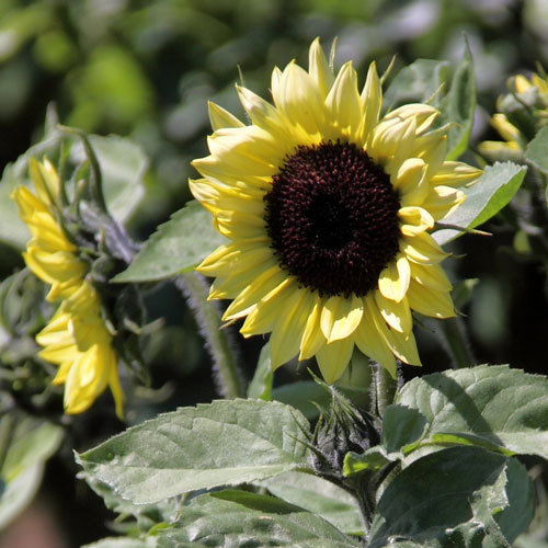 Sunflowers Shop Country Garden UK