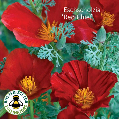 Papavero Della California (Eschscholzia Californica) - Circa 400 Semi - Foto 5