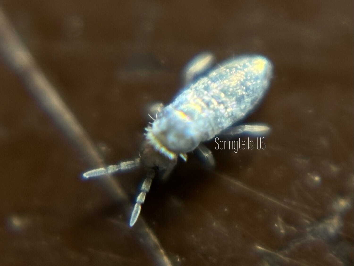 50 Pearlescent Springtails (Lepidocyrtus sp)