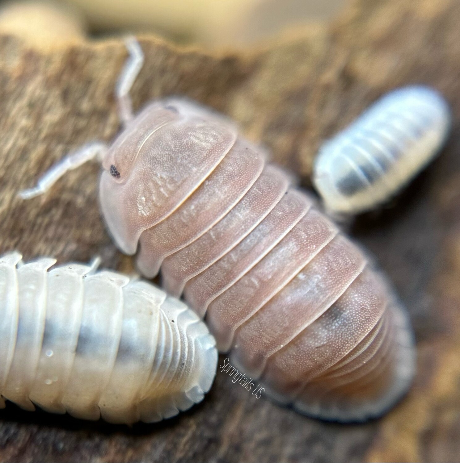 10ct Papaya Isopods (Cubaris murina)