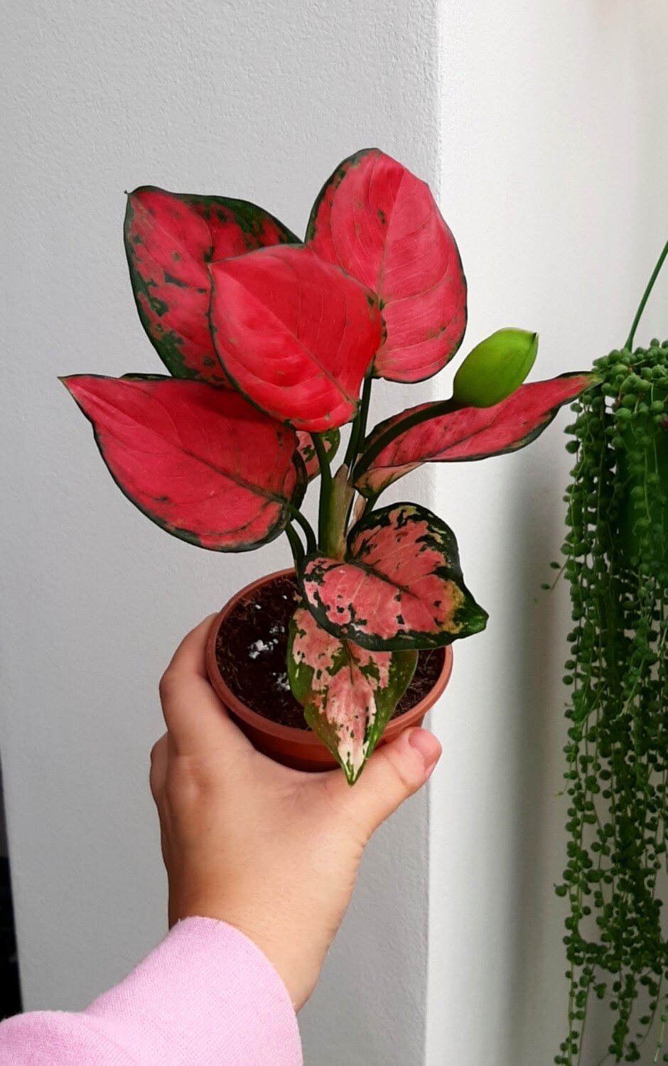 Aglaonema Pink Princess (plant)