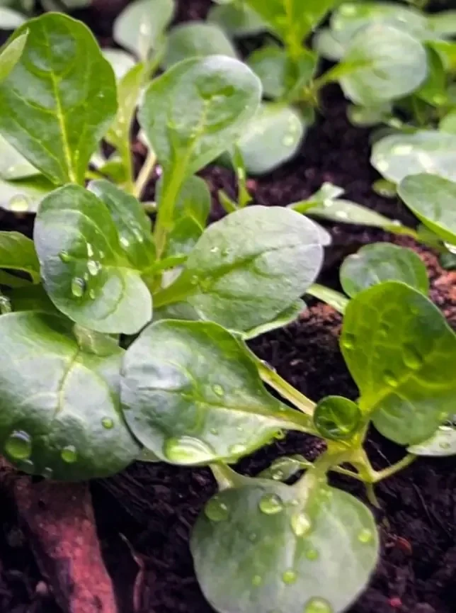 LETTUCE Dutch Corn Salad / Lamb’s Lettuce