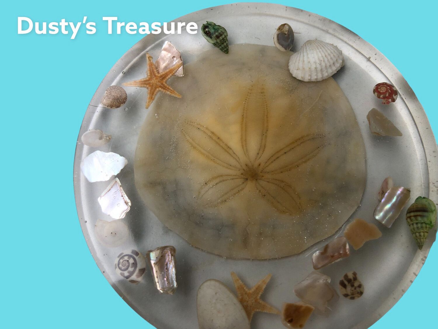 Sand Dollars In Clear Deep Resin