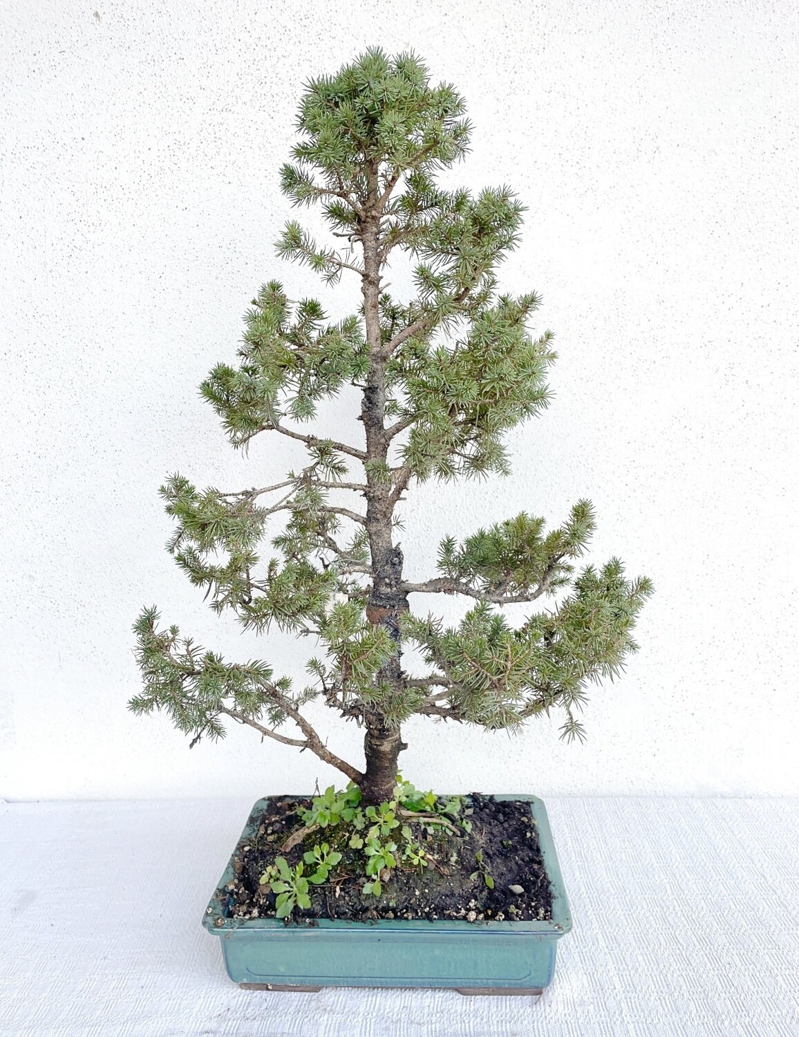 Come Fare Un Bonsai Di Abete Rosso | Mondo Bonsai