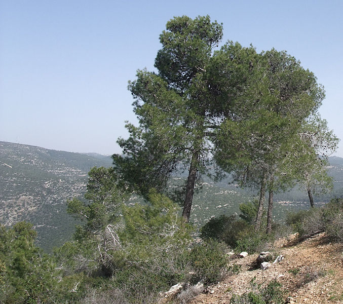 Plant Trees in Memory for Shiva