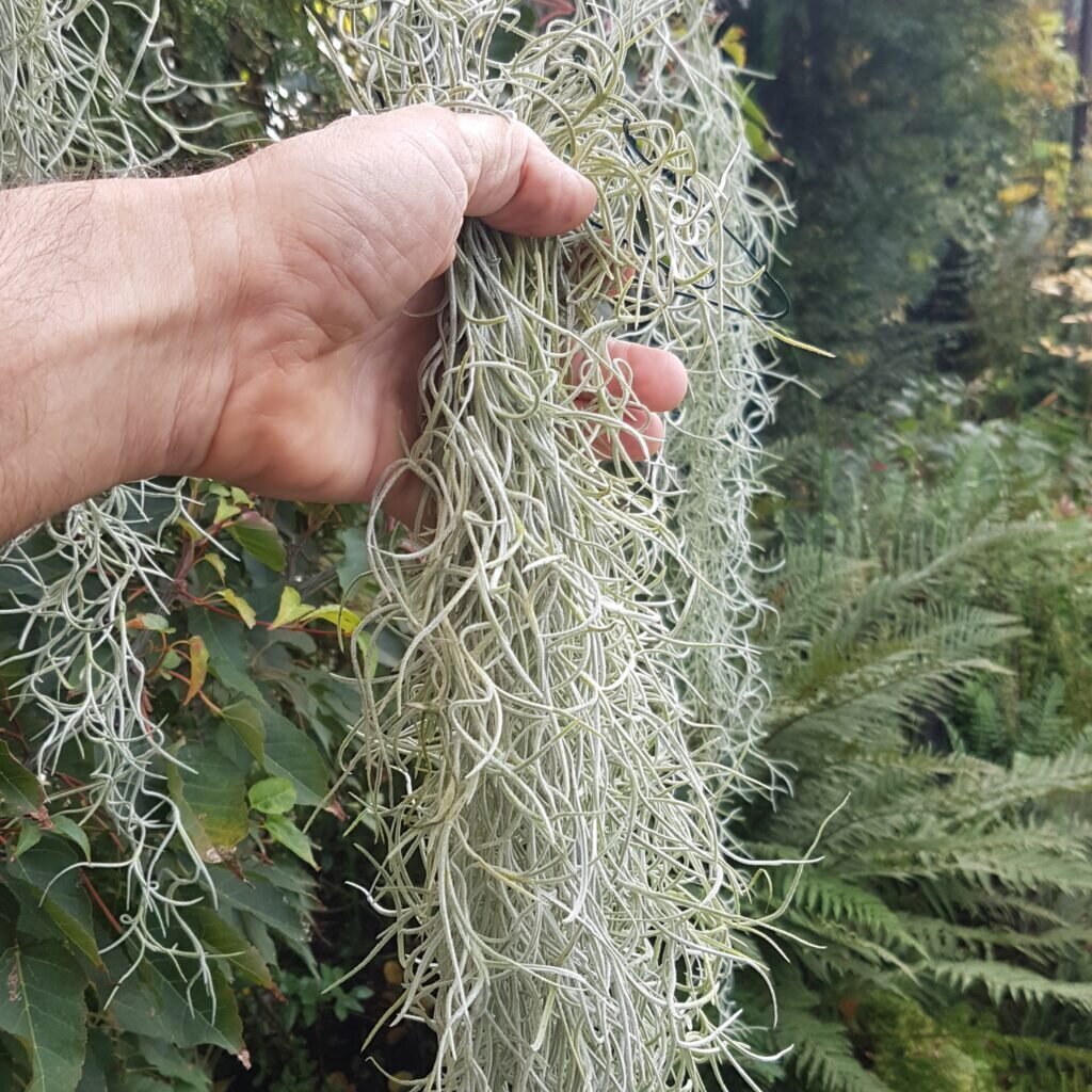 Live Spanish Moss Tillandsia usneoides Rare Plant Seeds Whimsy