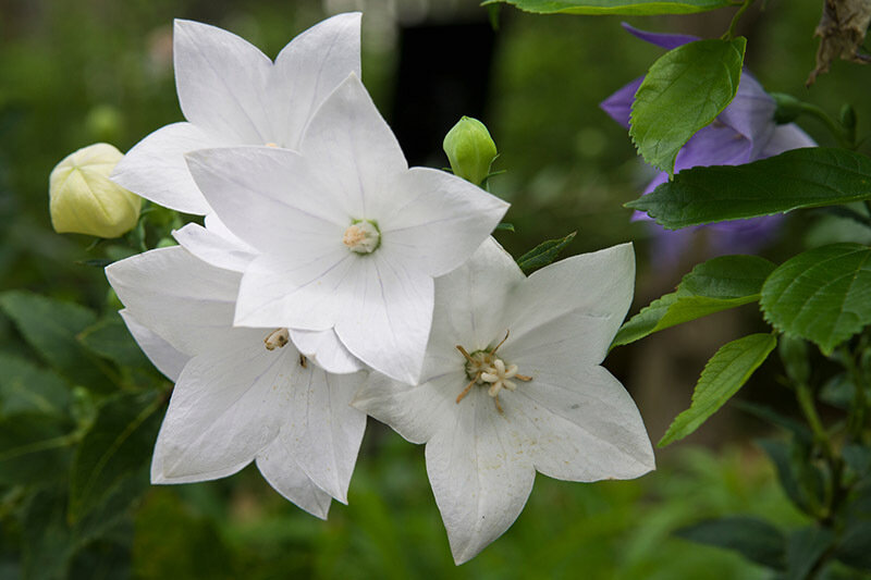 Fuji White Balloon Flower Platycodon grandiflorus Rare Plant Seeds