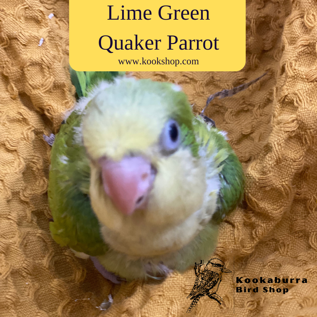Lime Green Quaker Parrot