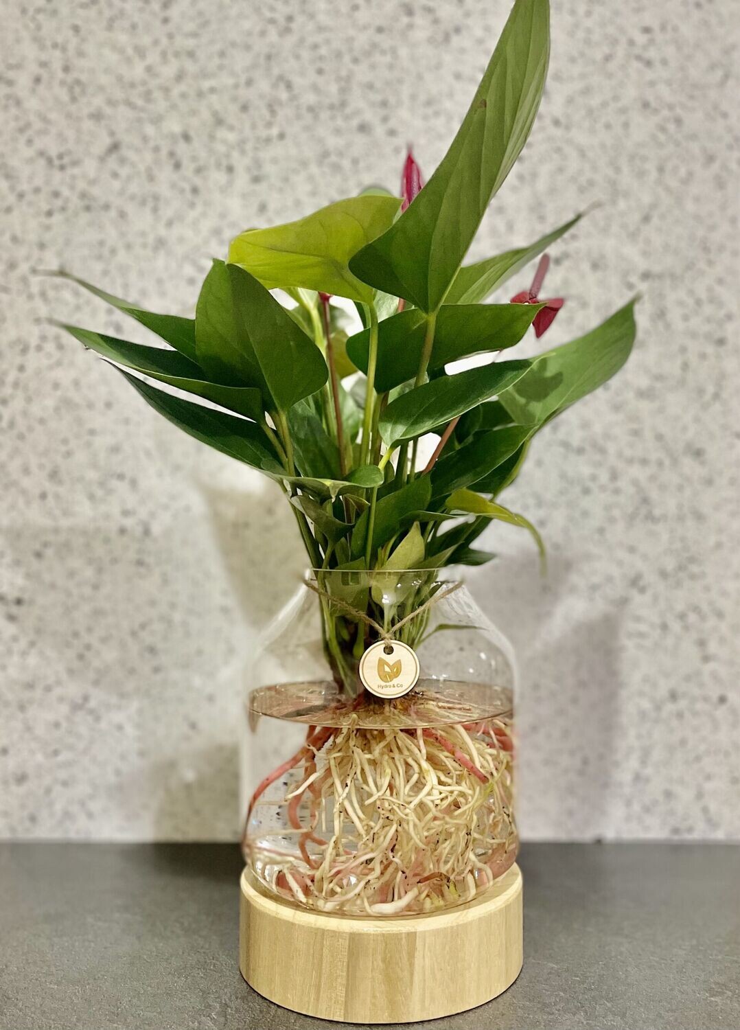 Anthurium (Medium) In Timber / Glass Vase Hydro plant