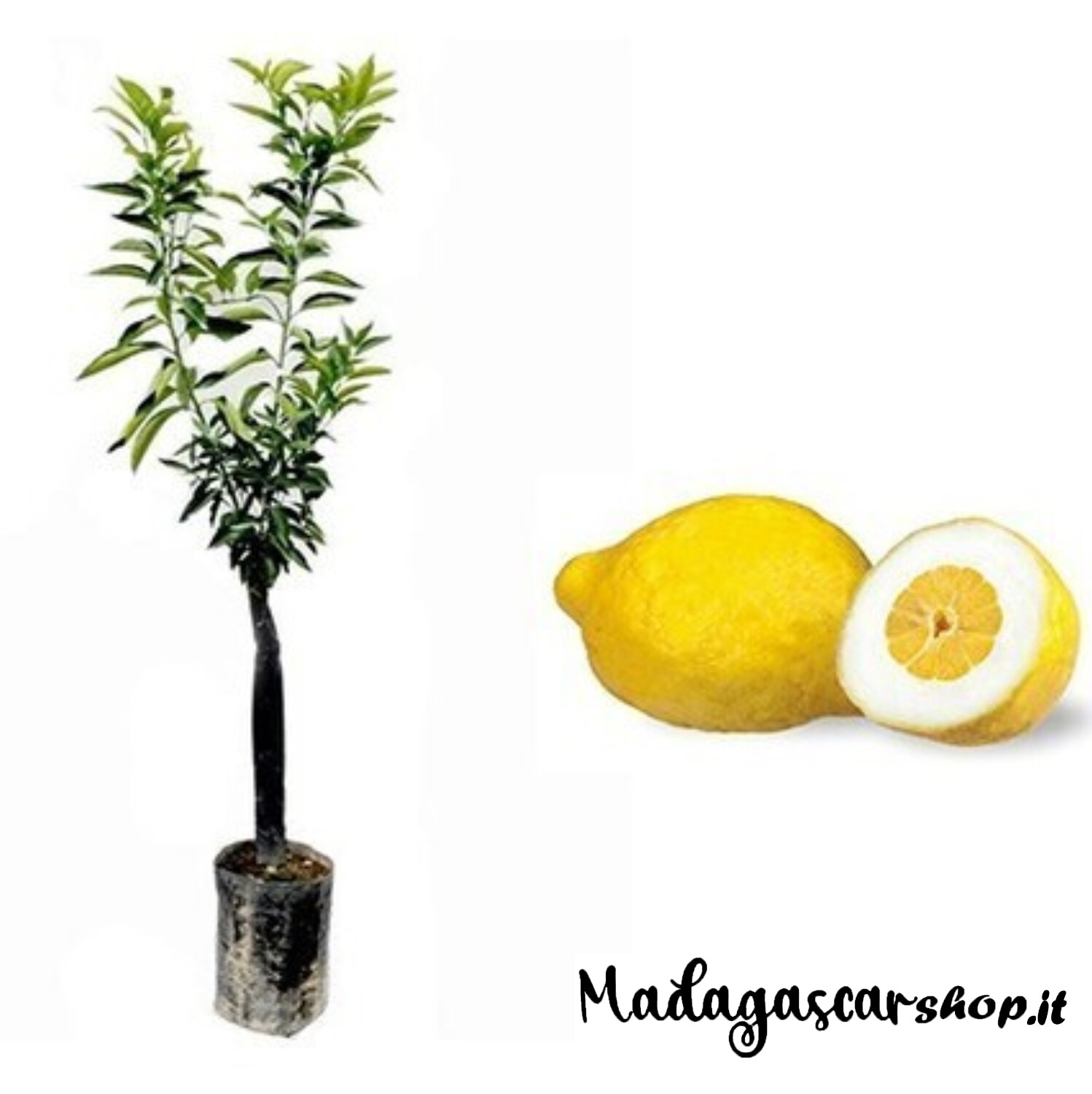 Pianta Di Cedro Diamante - Alberello Da Vaso Per Canditi - Foto 5