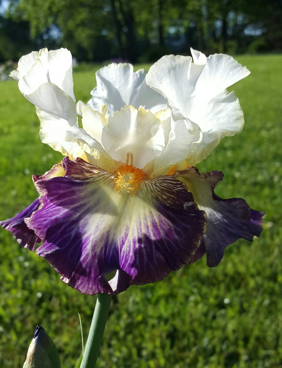 BOULEVARD JAZZ Tall Bearded Iris