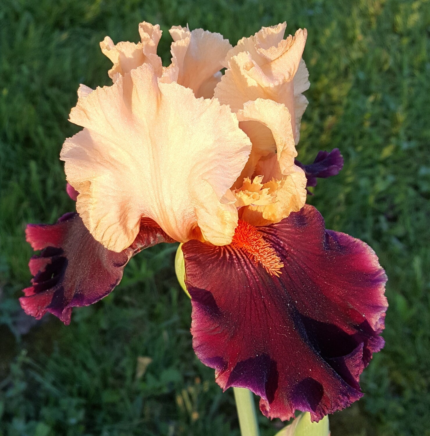 OCELOT Tall Bearded Iris