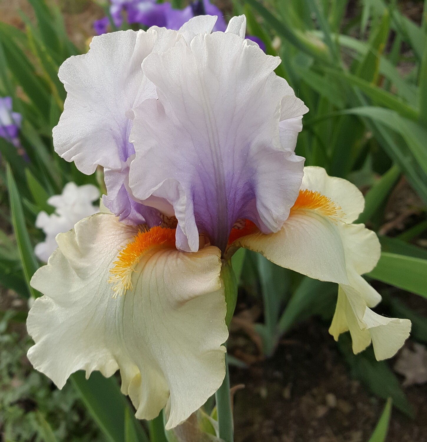 Opposing Forces Tall Bearded Iris