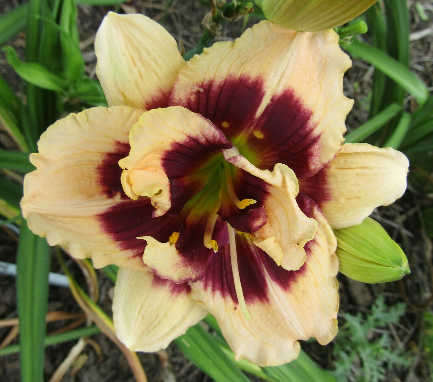 Daylily LUCKY PIERRE
