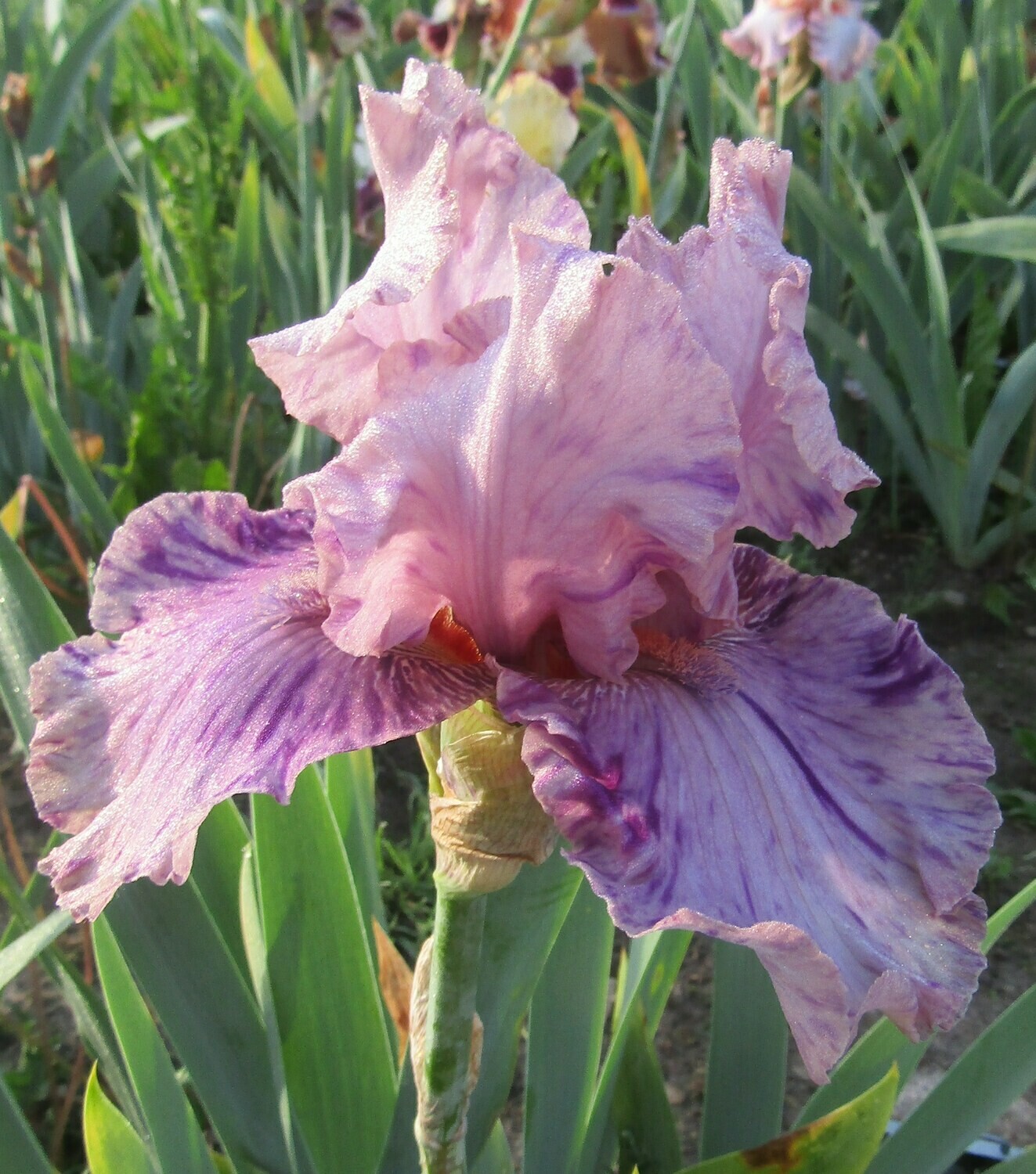 JILTED broken Color Iris